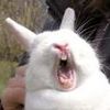 PETA Attacks With Sounds Of Screaming Rabbits